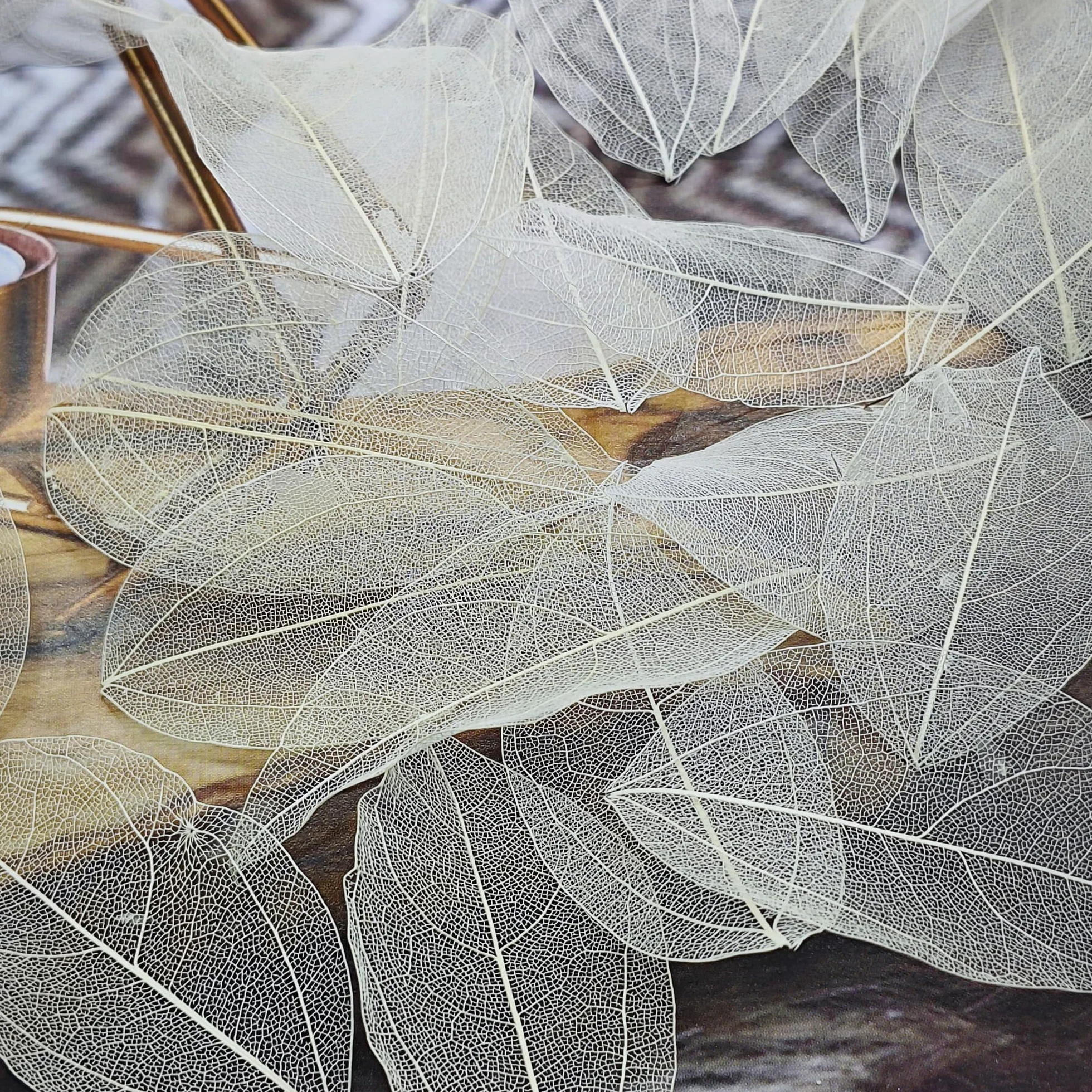 Esqueleto Hojas Secas Naturales 50 Piezas Mezcladas para Fabricación de Tarjetas Arte Libro Recuerdos Blanco