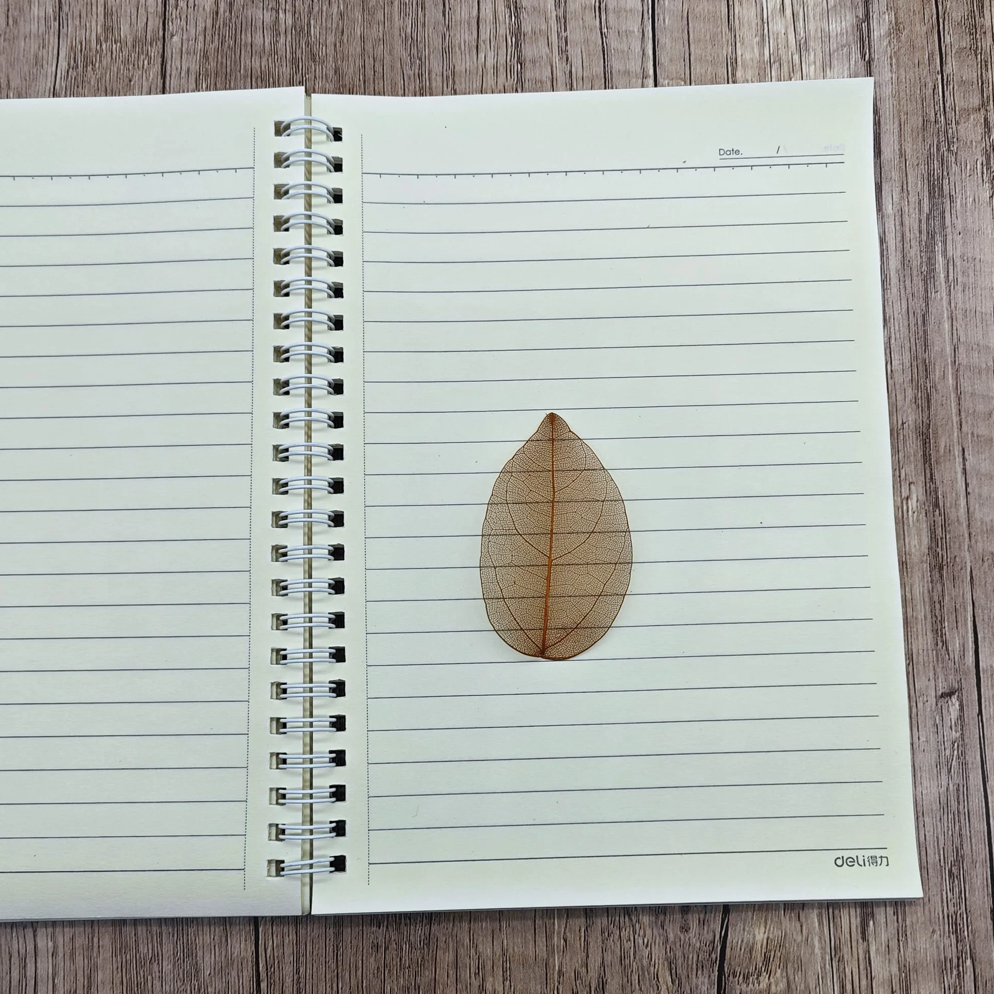 Hojas de Esqueleto Naturales Secos para Scrapbooking Bricolaje Cartonaje (marrón C)