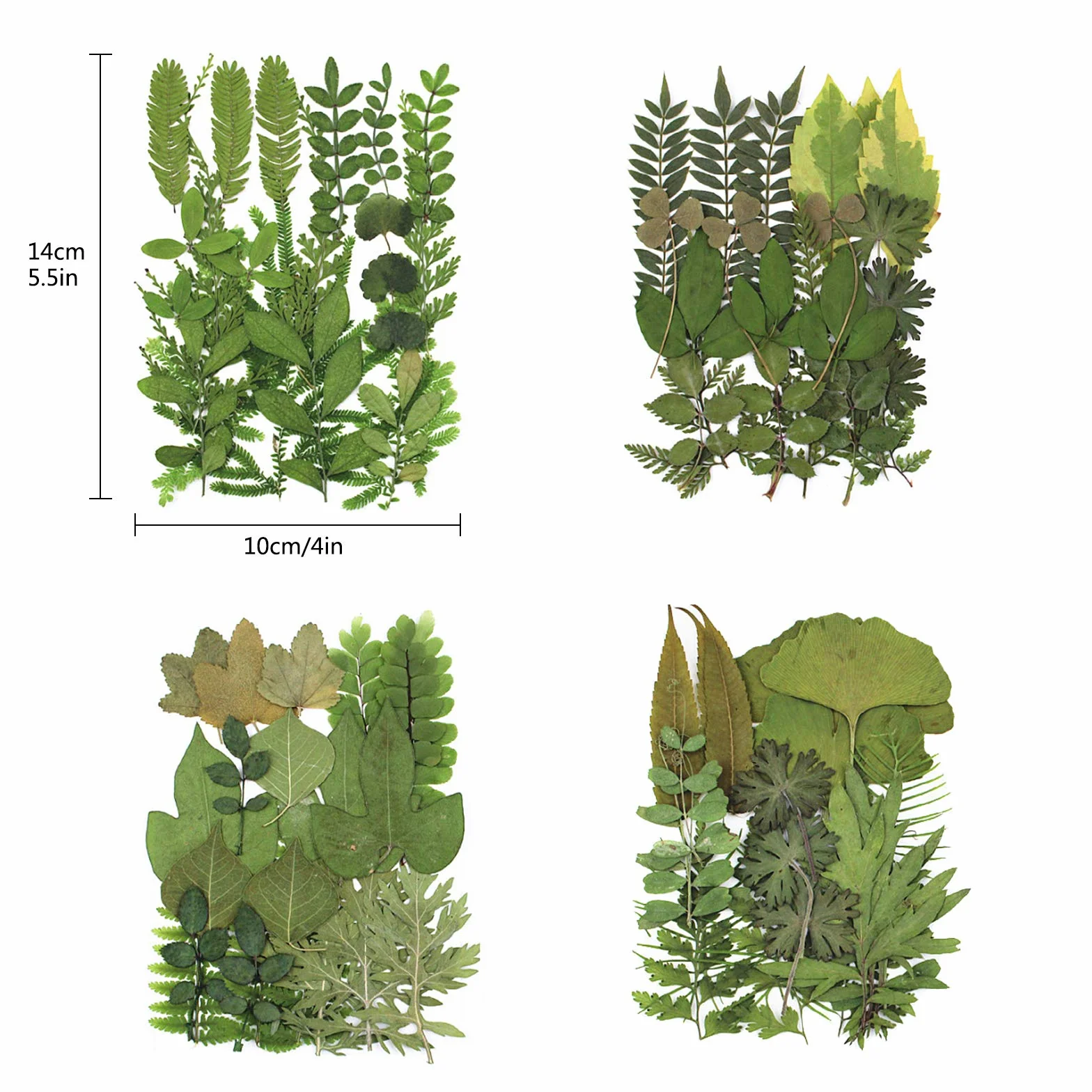 Naturales Reales Hojas Secas Prensadas de Plantas de Herbario Mezclados para Manualidades de Resina DIY Pegatinas de Uñas Adornos Decoraciones