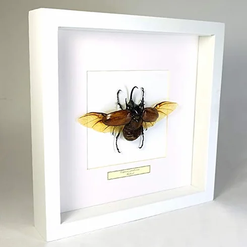 Eupatorus gracilicornis – El Escarabajo Rinoceronte de Cinco Cuernos - Real Insecto Taxidermia montado Entre Vidrio en Marco de Doble Vidrio Madera Negro Hecho a Mano