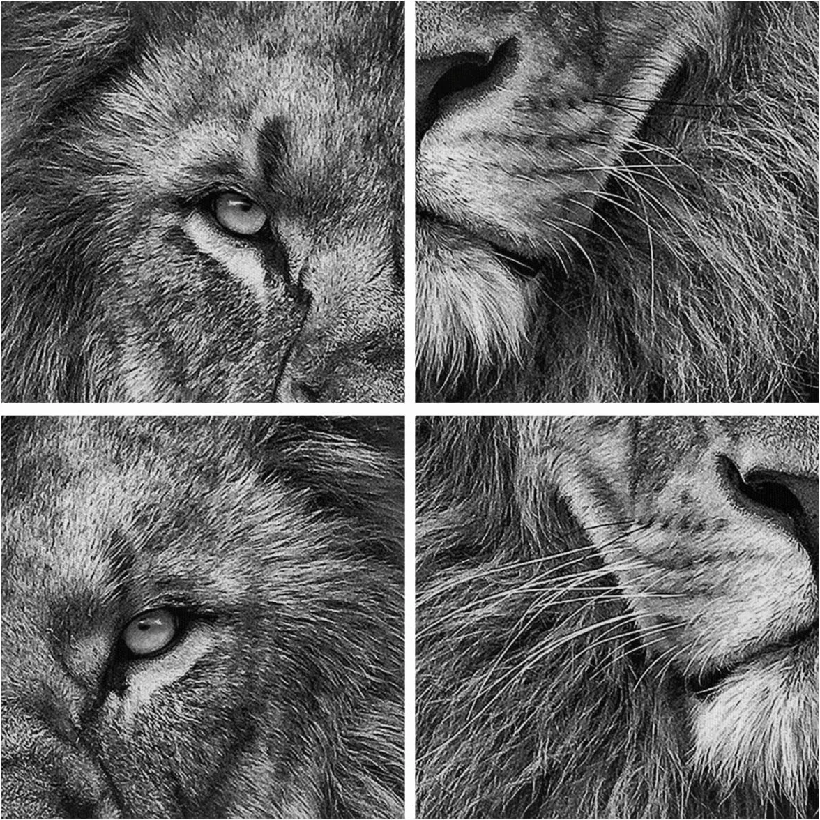 Cuadros Decoracion Salon Retrato León Blanco Y Negro Lienzos decorativos 120x80cm Cuadro Sobre Lienzo Moderno Dormitorio Cocina Cuadros Pared Imágenes Wall Art Prints Decor Grande XXL AA120x80-4494
