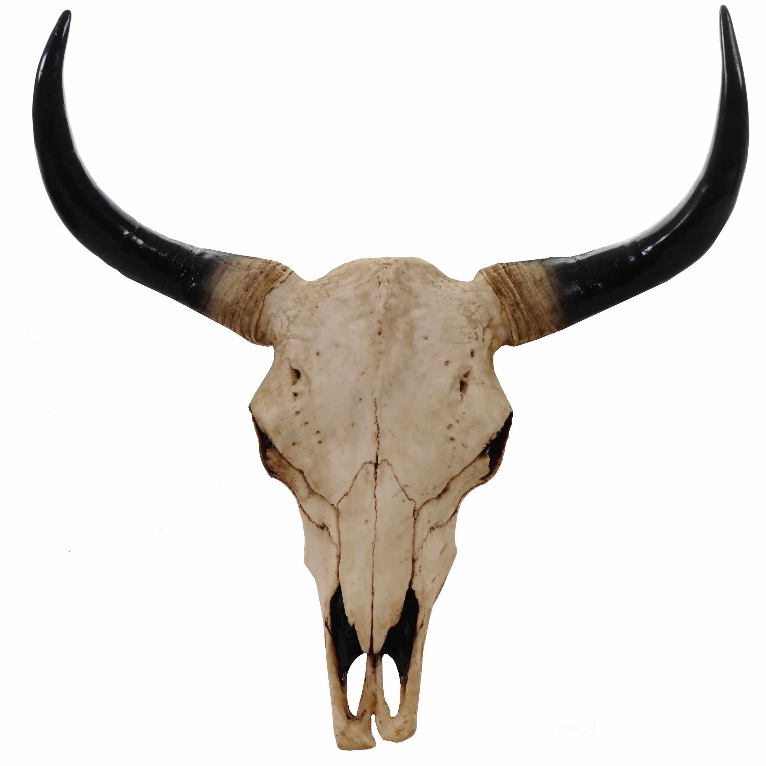 Cráneo de decoración toro 45 cm hwc-t454, Polyresin, escultura, cuernos larga, interior/Plein Air – Naturaleza