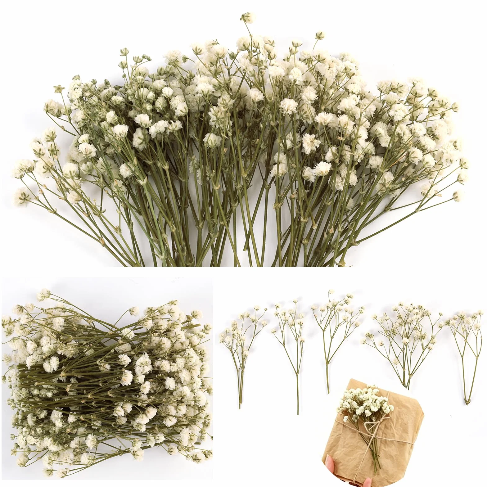 Gypsophila Blanca Natural Flores Secas Prensadas 50PCS para Decoración Joyería Manualidades Resina Tarjetas
