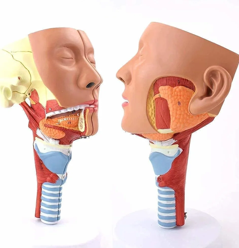 Modelos de anatomía humana Modelos anatómicos Modelos de anatomía muscular del cuerpo humano Anatomía de la cabeza y los órganos Exhibición de la faringe Estructuras de la boca, la nariz y la lengua E