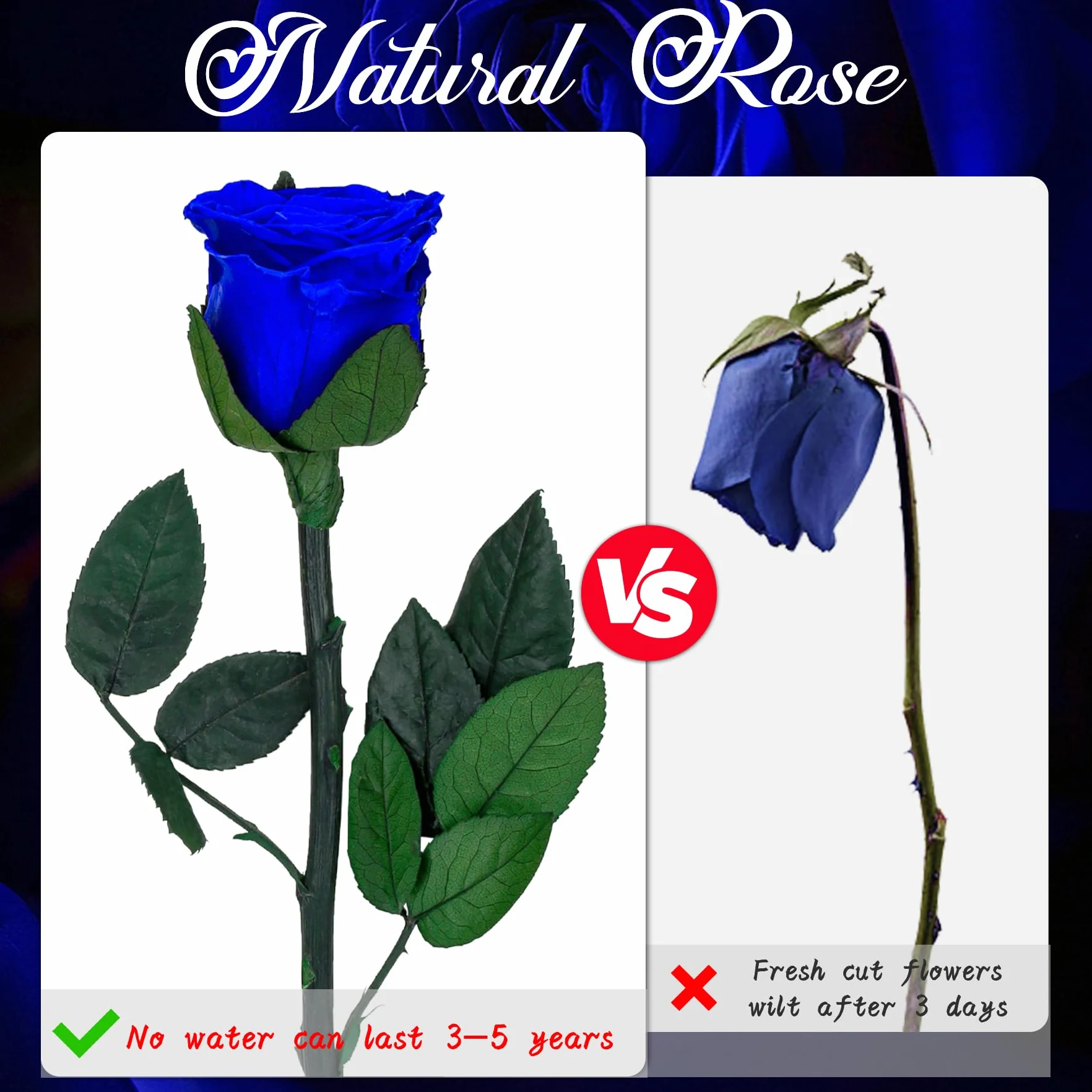 Rosa Eterna Azul con Tallo Flores Preservadas Regalo San Valentín