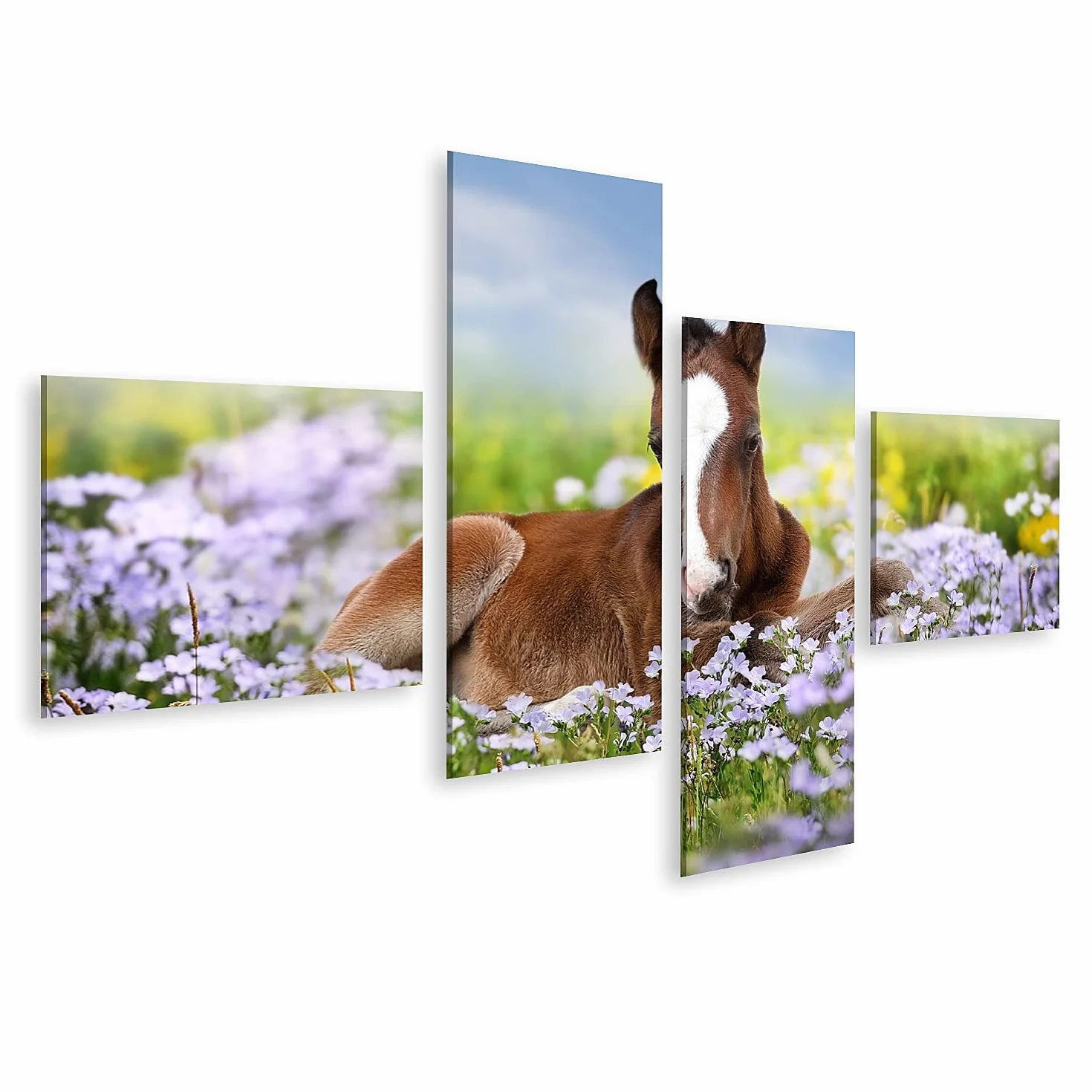 islandburner - Cuadro sobre lienzo (potro lindo sobre flores de prado, pequeño caballo suave para habitación de los niños, marco para póster de pared