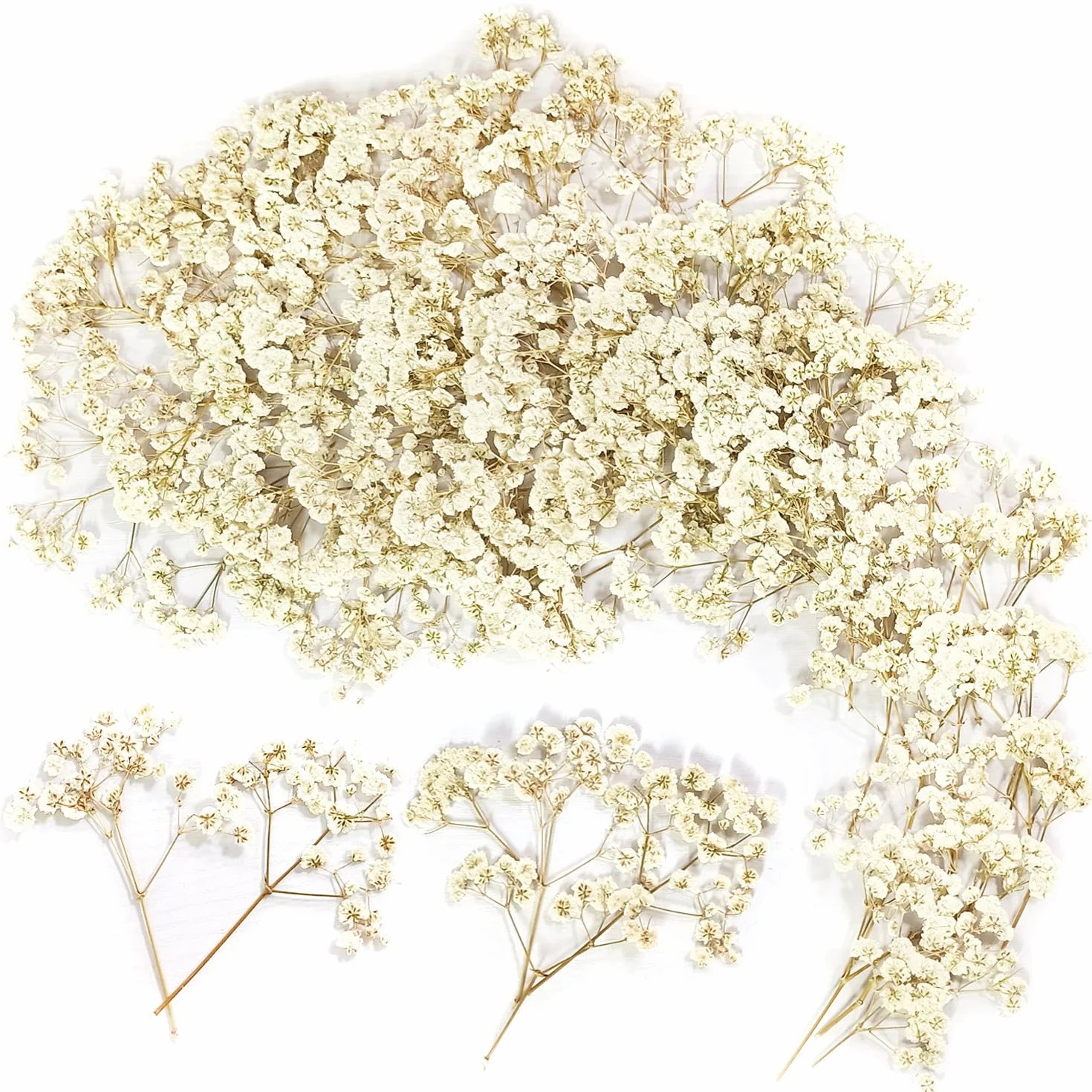 Flores Secas Pequeñas Naturales Paniculata Preservada Blanco para Joyería de Resina y Bricolaje 100 Piezas