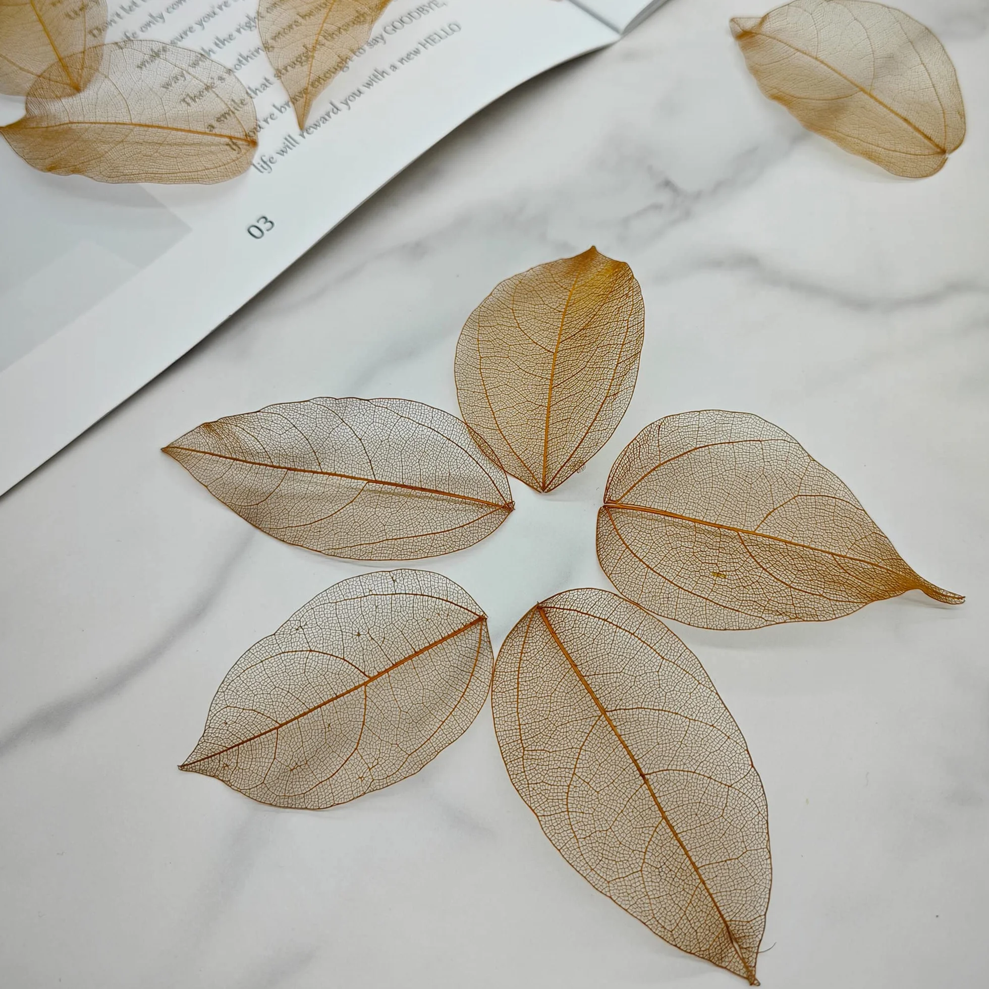 Hojas de Esqueleto Naturales Secos para Scrapbooking Bricolaje Cartonaje (marrón C)