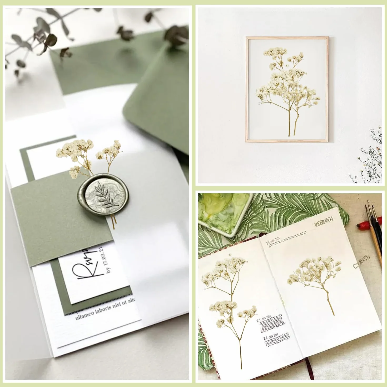 Flores Secas Pequeñas Naturales Paniculata Preservada Blanco para Joyería de Resina y Bricolaje 100 Piezas