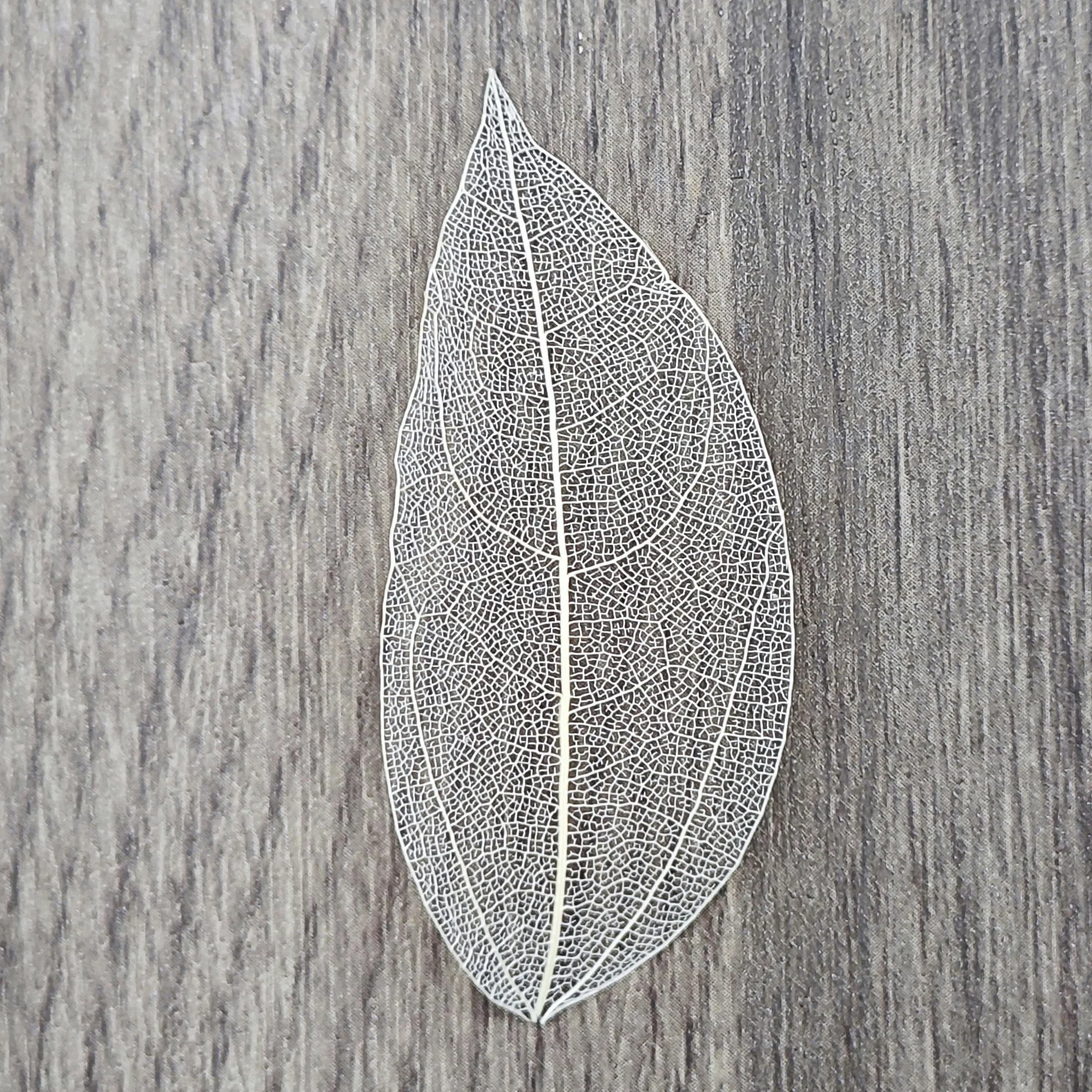 Esqueleto Hojas Secas Naturales 50 Piezas Mezcladas para Fabricación de Tarjetas Arte Libro Recuerdos Blanco