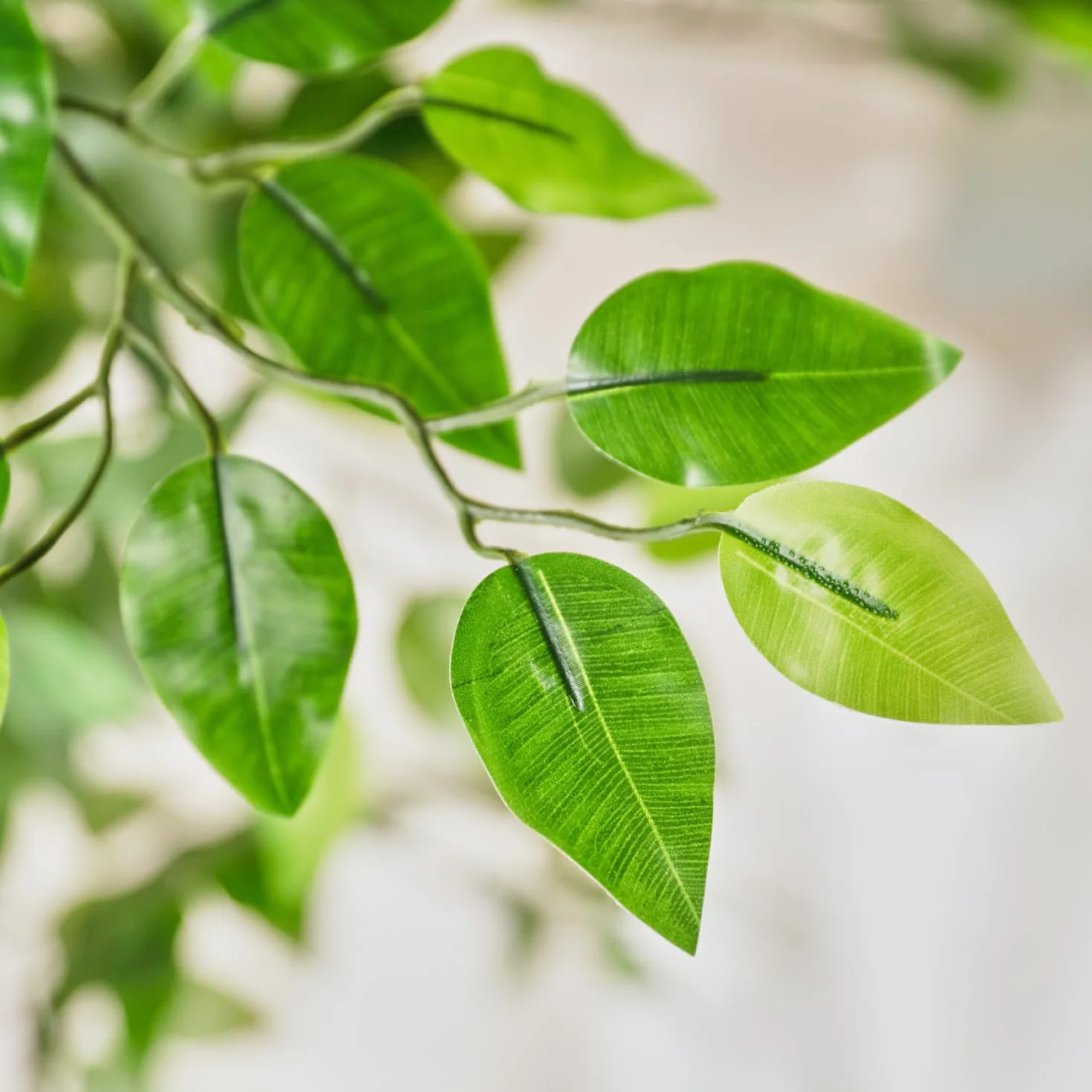 Bonerva | Ficus Nature 180 cm Altura | Planta Artificial con Tronco Natural | Ideal para Decorar Interiores: hogares, Negocios y hoteles