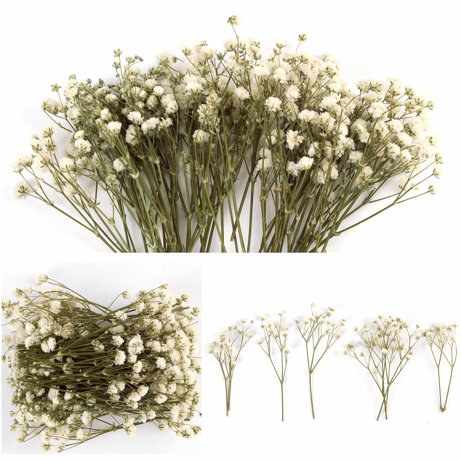 Gypsophila Blanca Natural Flores Secas Prensadas 50PCS para Decoración Joyería Manualidades Resina Tarjetas