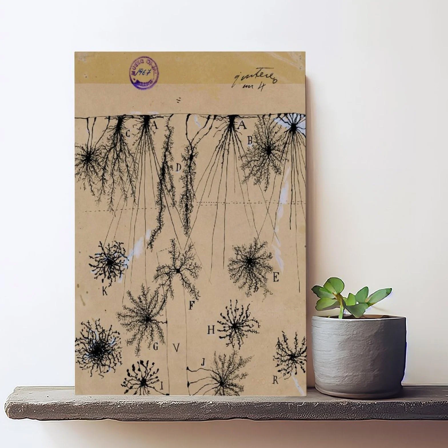 Cuadro de neuronas Cajal – Póster de anatomía cerebral antigua de células gliales para dormitorio, lienzo para decoración de pared, oficina, habitación, decoración estética, marco de regalo, 12 x 18