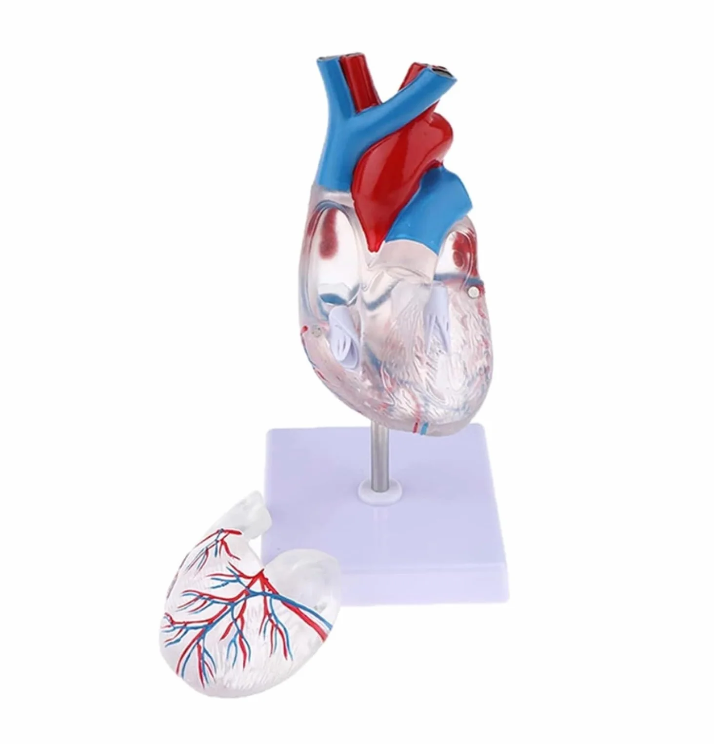 Maniquí de Cuerpo Humano Transparente, Modelo de anatomía del corazón Humano, recursos didácticos de Ciencias médicas, Esqueleto Humano, Modelo de órgano Humano