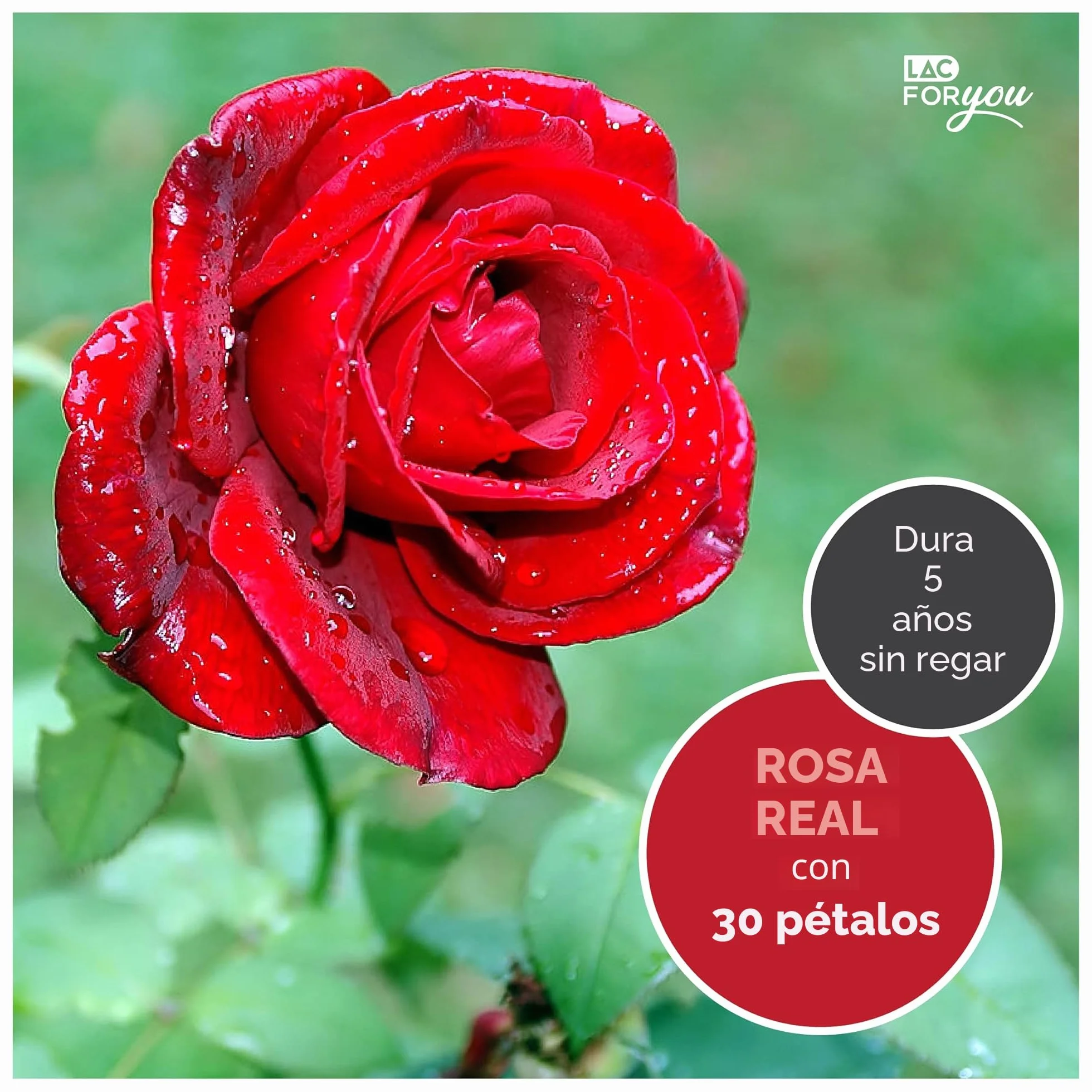 Rosa Eterna Natural Preservada Caja Rosa con Collar Regalo Mujer Novia Aniversario