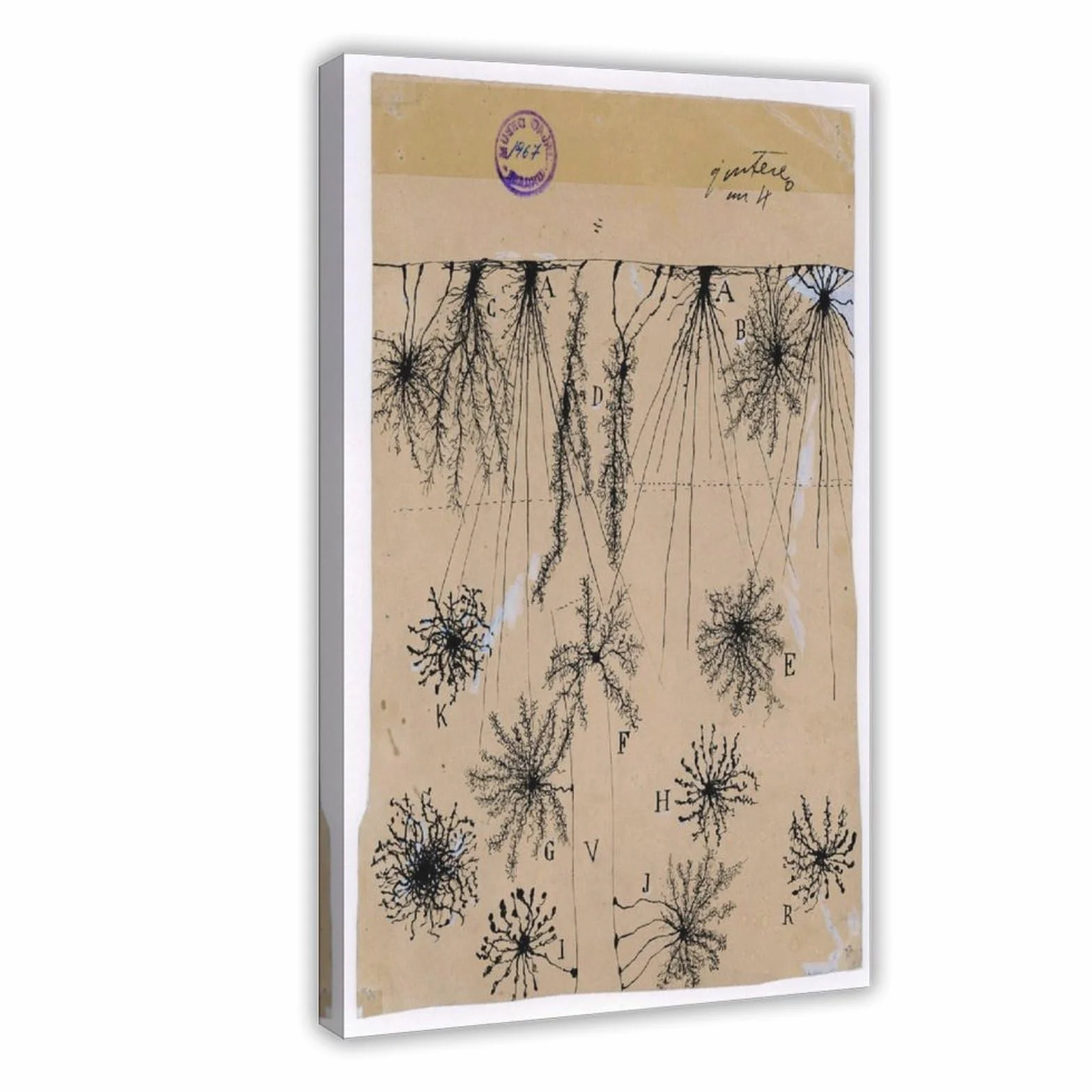 Cuadro de neuronas Cajal – Póster de anatomía cerebral antigua de células gliales para dormitorio, lienzo para decoración de pared, oficina, habitación, decoración estética, marco de regalo, 12 x 18