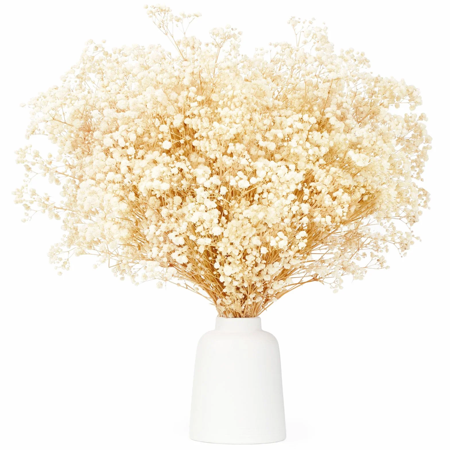 Ramo de Flores Secas Naturales Gypsophila Paniculata 43cm 3500+ Flores Blanco Marfil