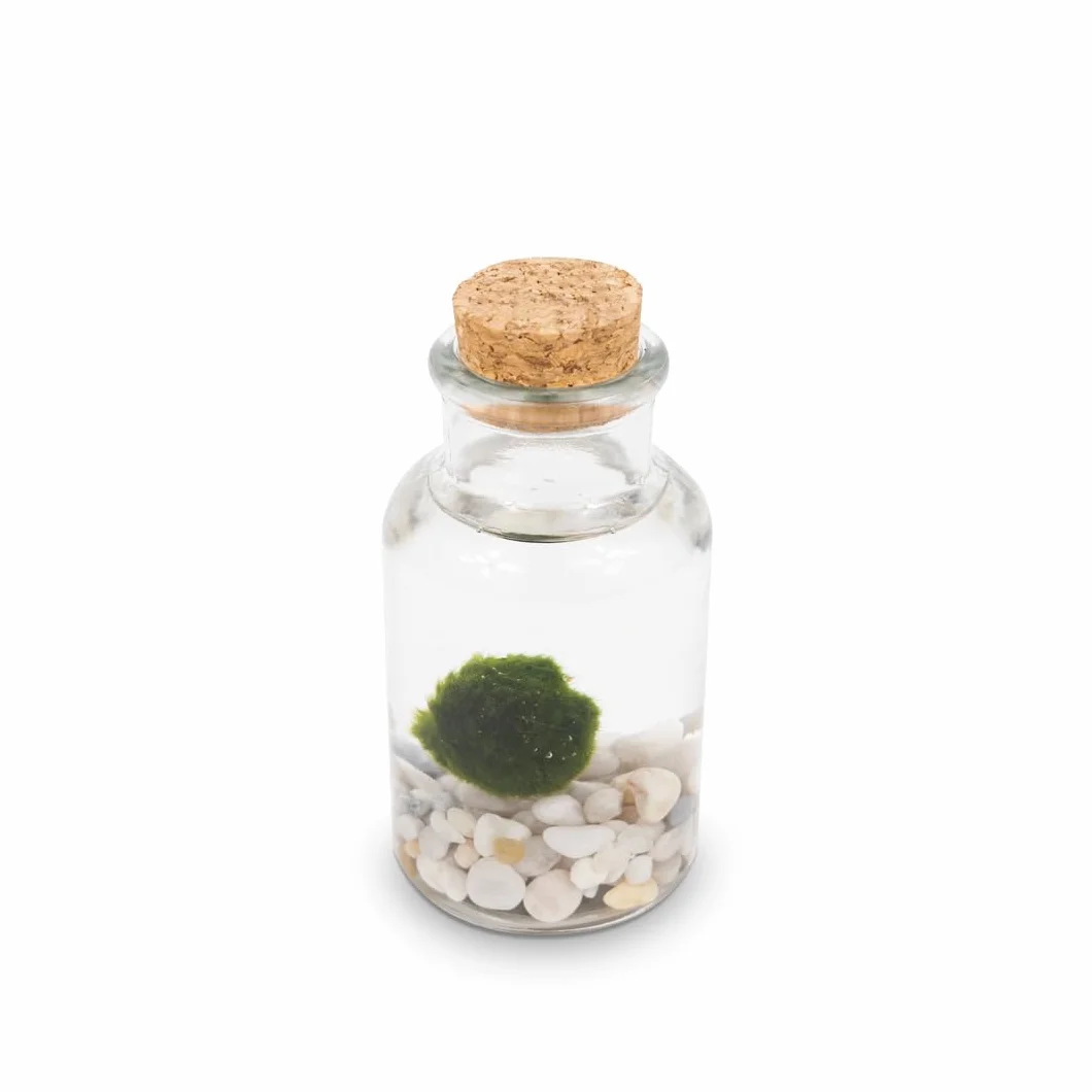 KAKI Kit Marimo en botella individual – Jarrón de cristal hecho a mano, diámetro 4 cm, altura 11 cm