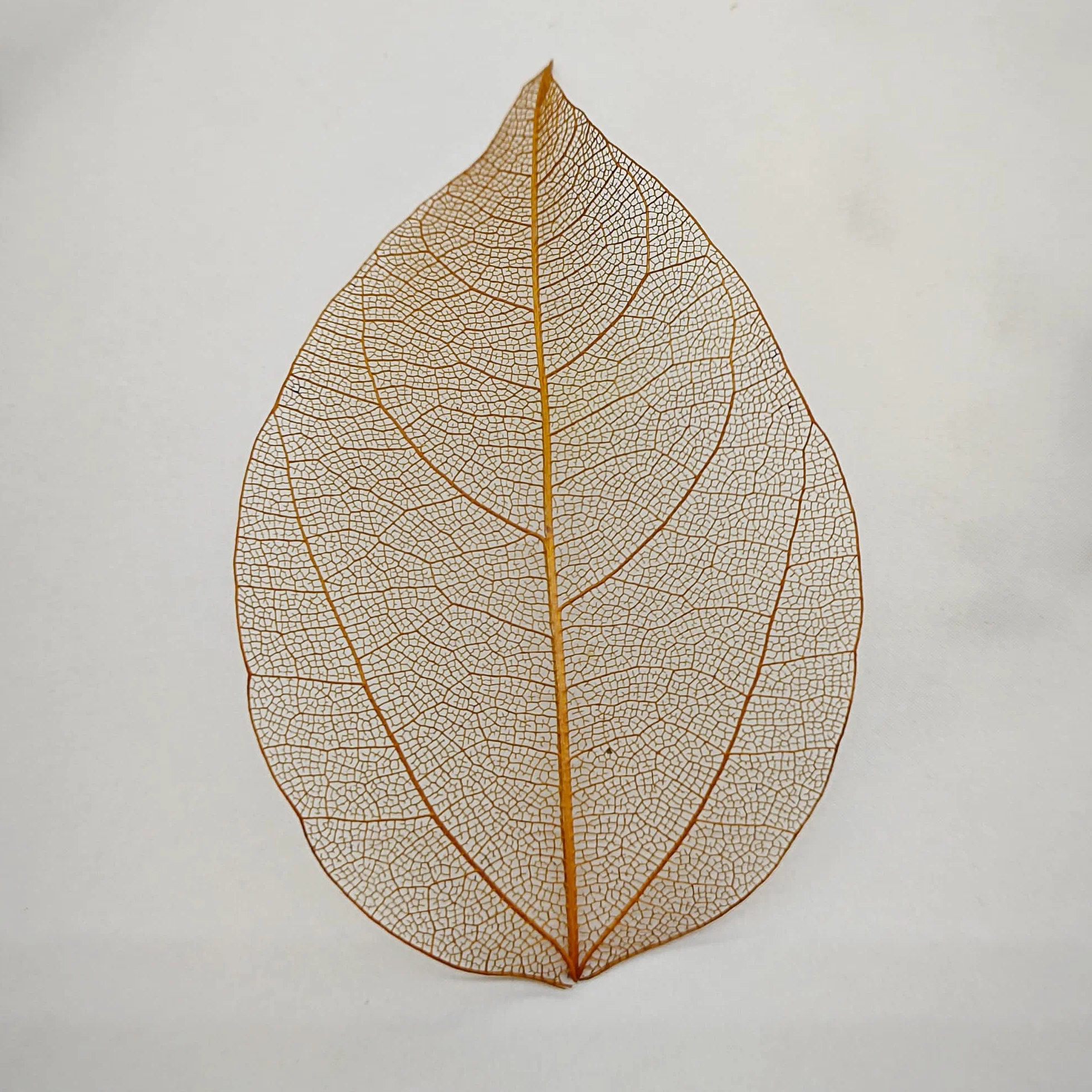 Hojas de Esqueleto Naturales Secos para Scrapbooking Bricolaje Cartonaje (marrón C)
