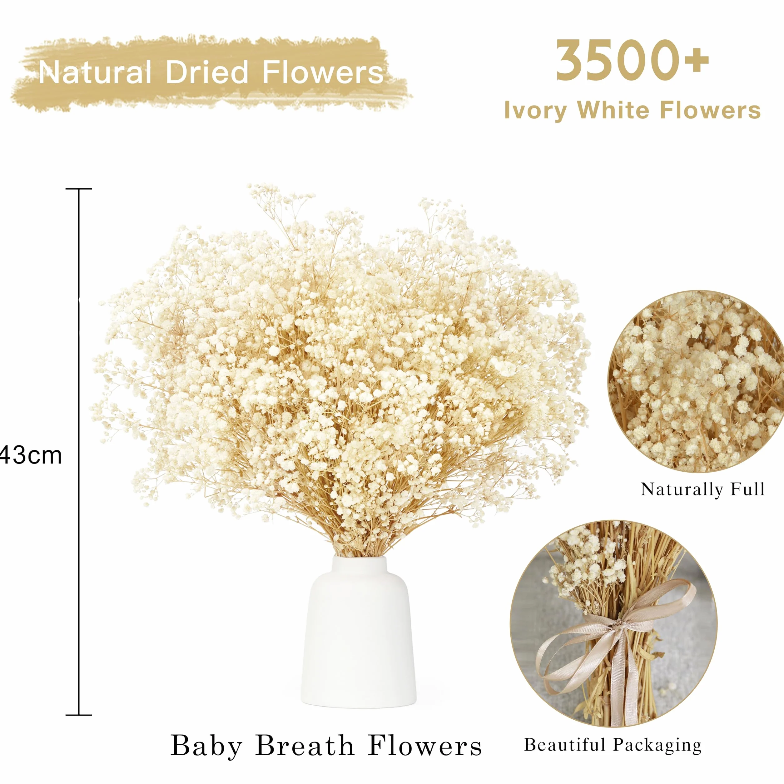 Ramo de Flores Secas Naturales Gypsophila Paniculata 43cm 3500+ Flores Blanco Marfil
