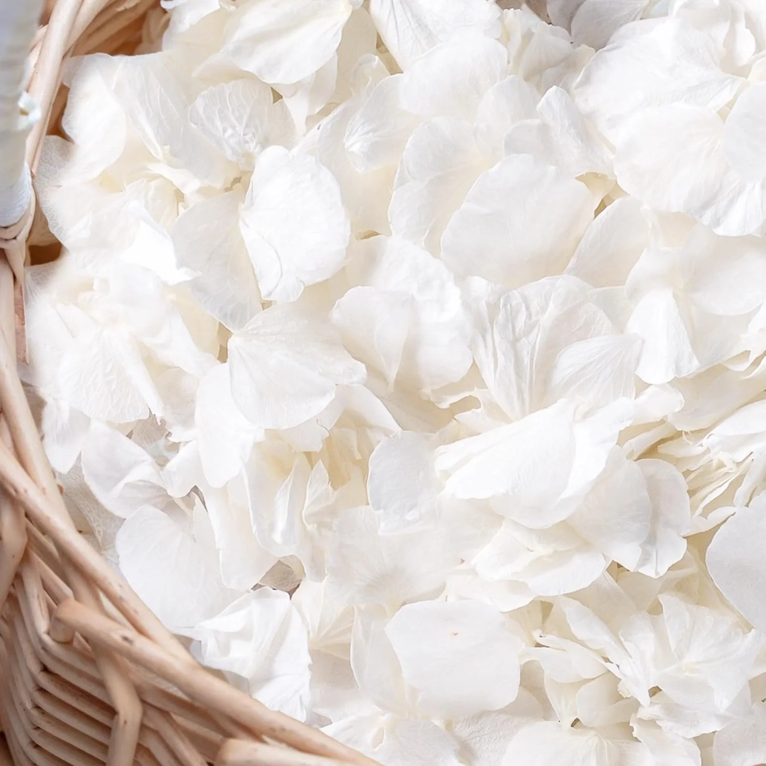 Más de 3000 pétalos de hortensias secos de color blanco marfil real, pétalos de flores blancas cremosas 100% naturales para confeti de boda, decoración nocturna romántica, manualidades DIY (60,1 g)