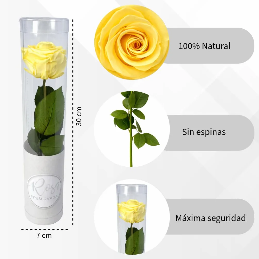 MUNTRADE 1 Rosa Preservada Natural Amarilla Eterna Detalle Romántico Decoración