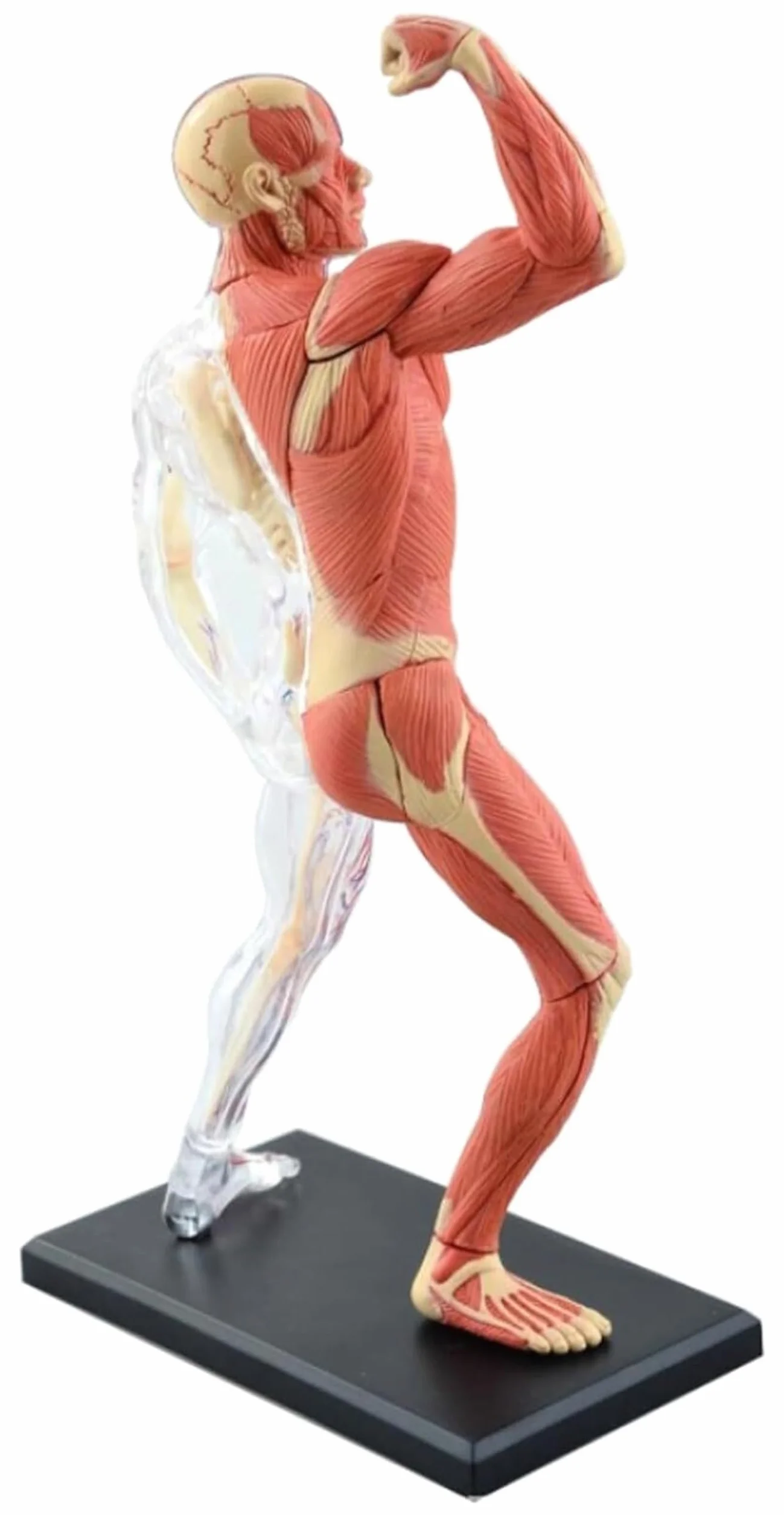 46 Piezas Ensambladas Modelo Anatómico Muscular Humano, Modelo Anatómico, Modelo Médico, Anatomía Humana, Modelo Instrumental De Investigación del Cuerpo Transparente