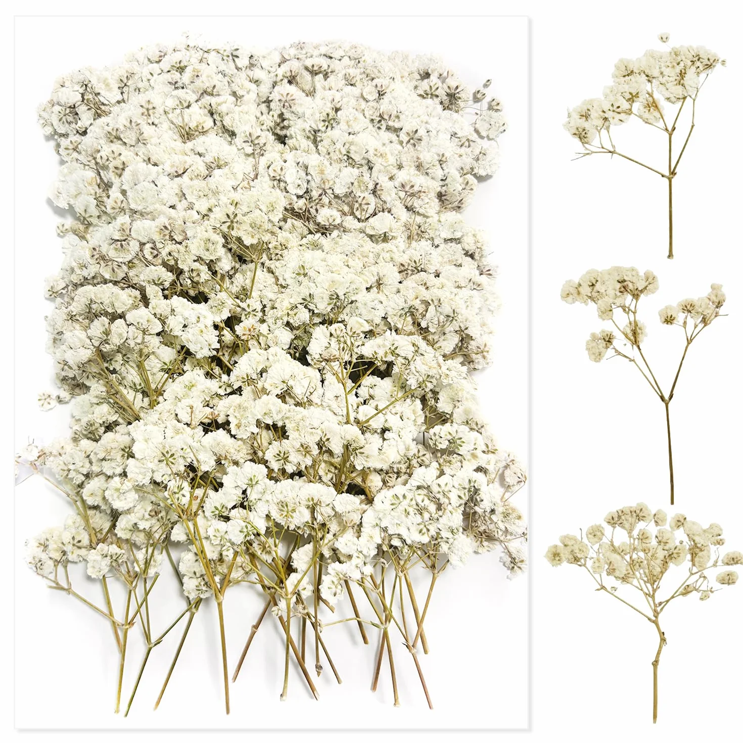 Flores Secas Pequeñas Naturales Paniculata Preservada Blanco para Joyería de Resina y Bricolaje 100 Piezas