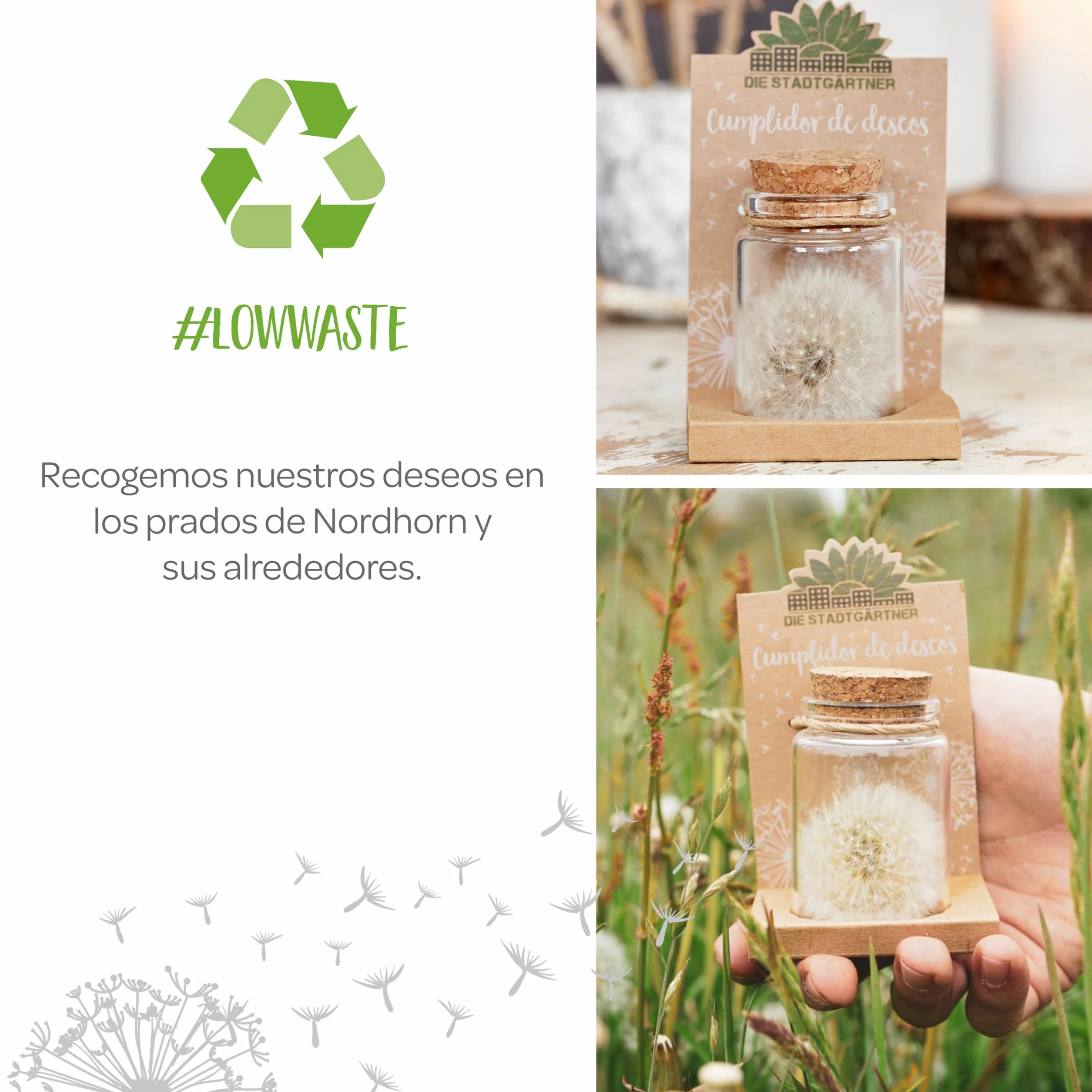Diente de León Preservado en un Frasco Regalo Creativo