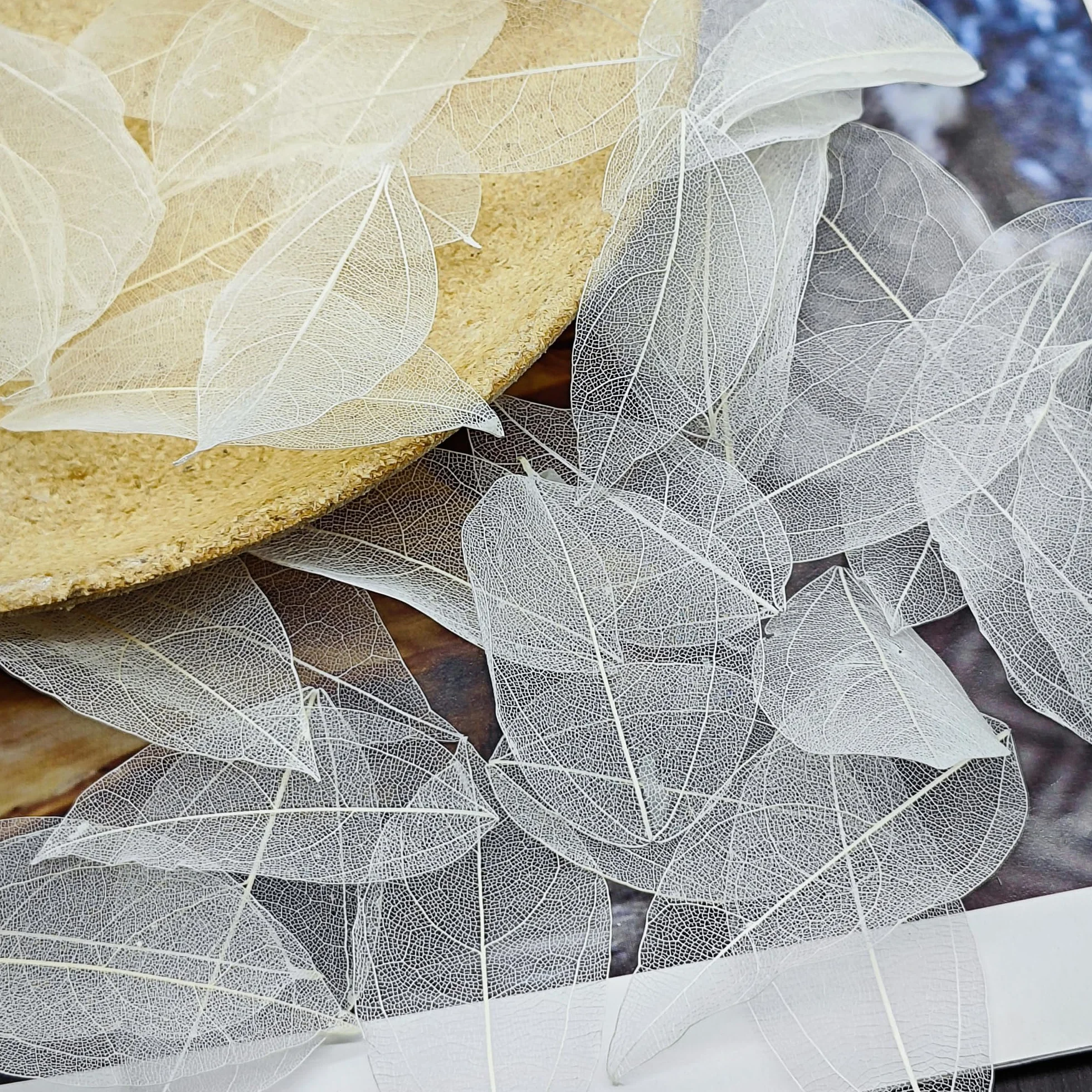 Esqueleto Hojas Secas Naturales 50 Piezas Mezcladas para Fabricación de Tarjetas Arte Libro Recuerdos Blanco