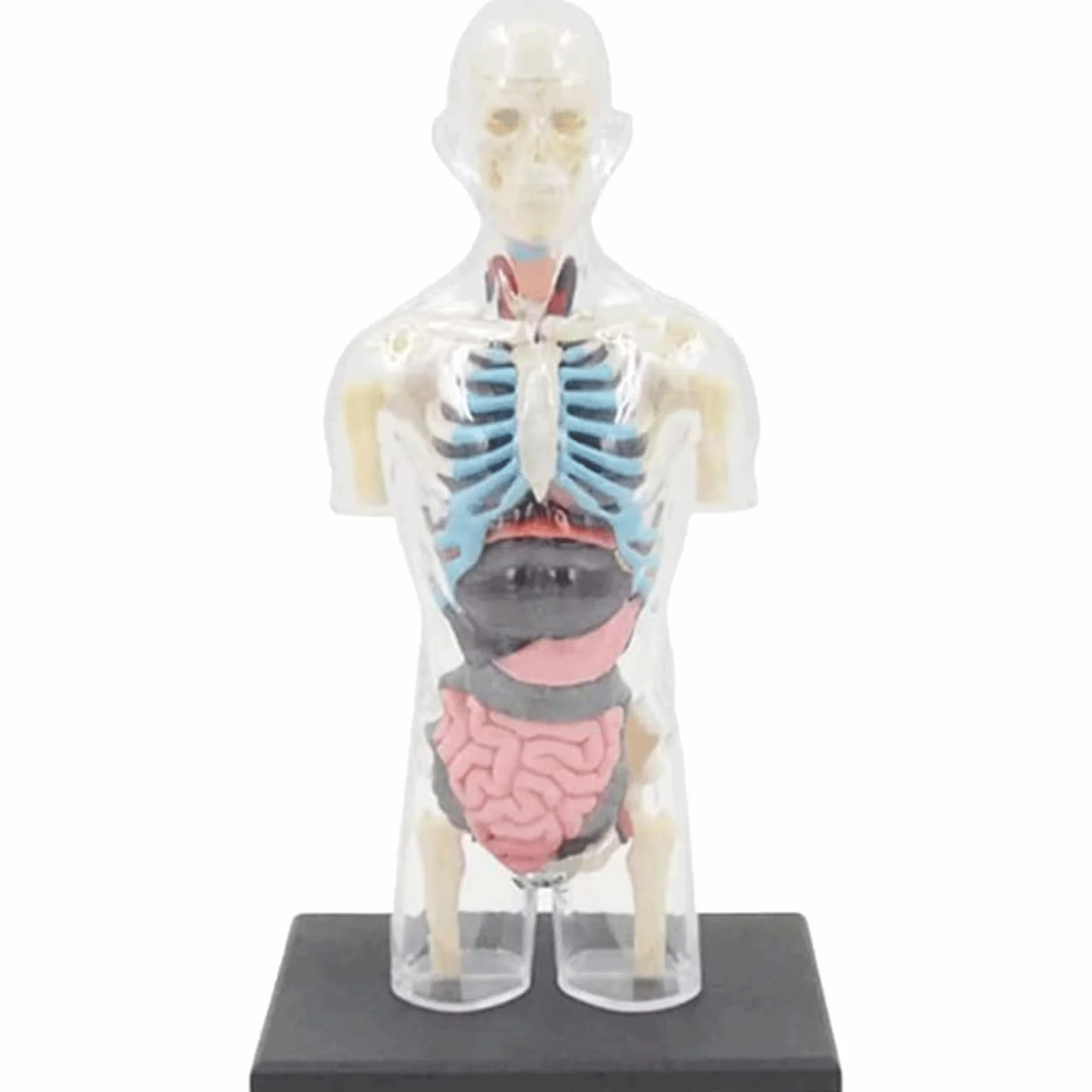 Modelo de Cuerpo Humano de Busto Masculino Transparente, Modelo de anatomía del Cuerpo del Torso Humano, 37 Piezas extraíbles, Modelo de Esqueleto para Aprender