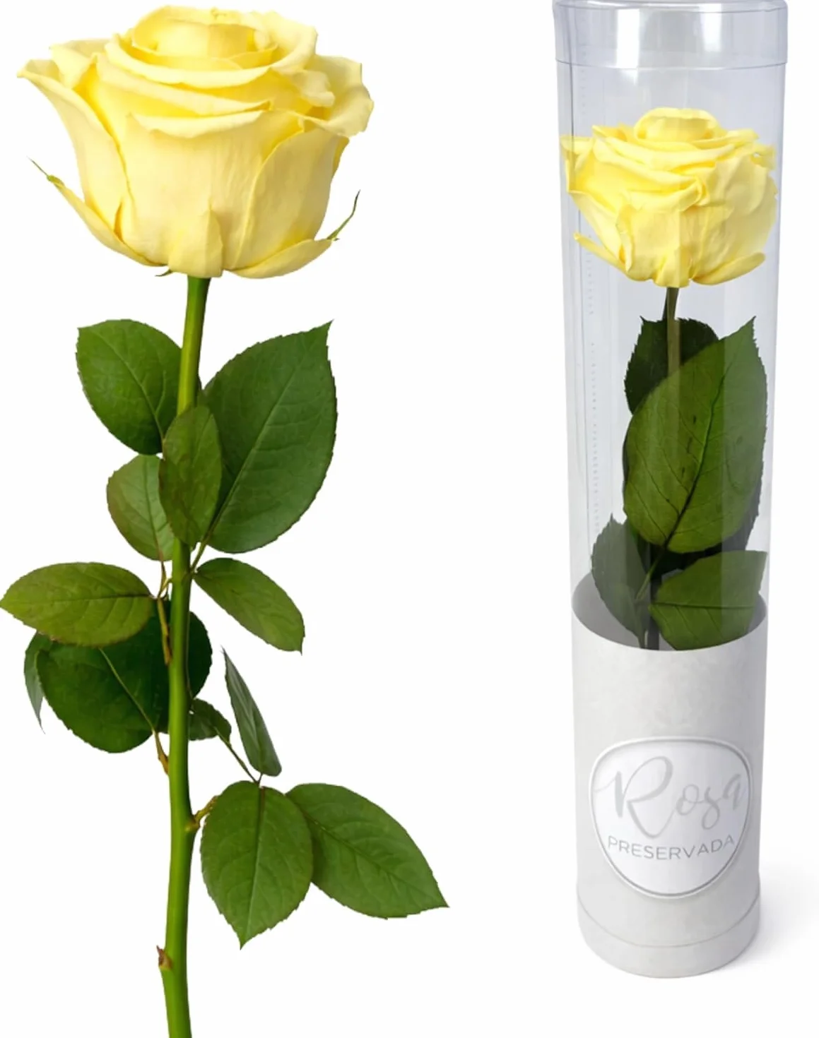 MUNTRADE 1 Rosa Preservada Natural Amarilla Eterna Detalle Romántico Decoración