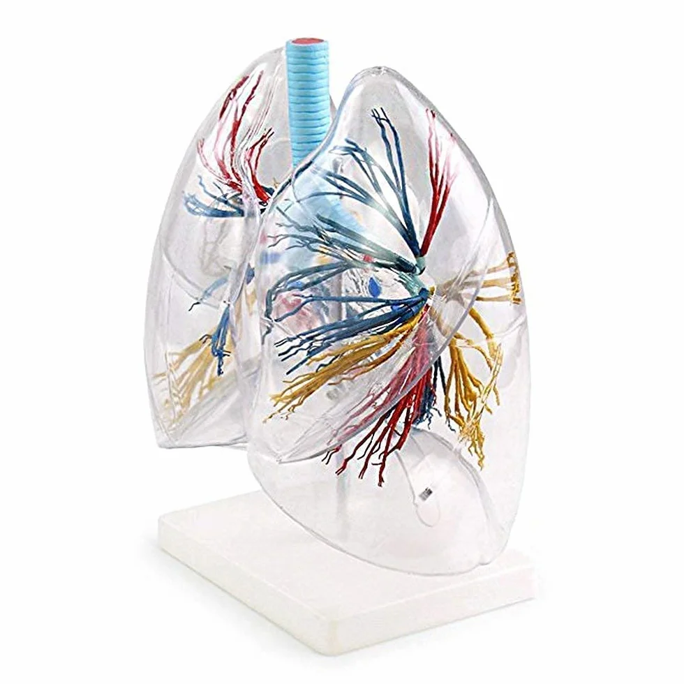 Modelo Cuerpo, Modelo Esqueleto, Modelo Corazón, Modelo Corazón Y Pulmón, Modelo Pulmón Humano Transparente, Árbol Bronquial, Anatomía Pulmonar, Cirugía Torácica, Modelo Re