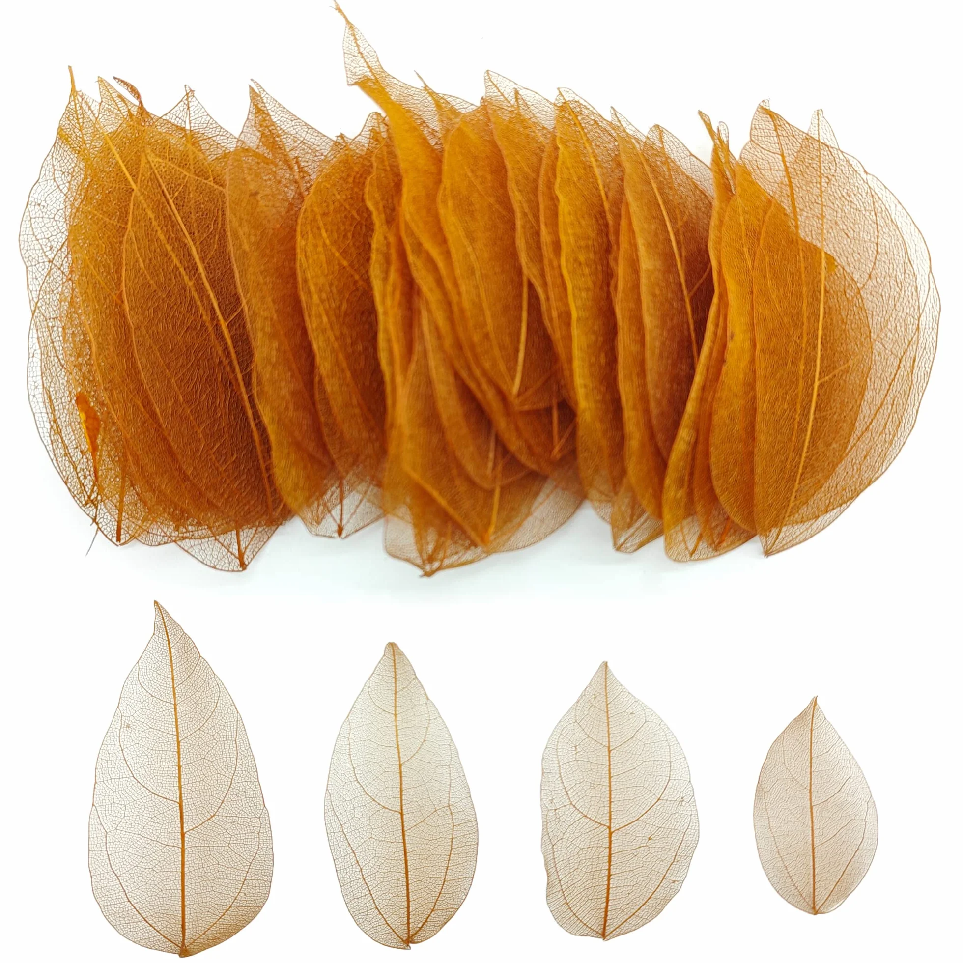 Hojas de Esqueleto Naturales Secos para Scrapbooking Bricolaje Cartonaje (marrón C)